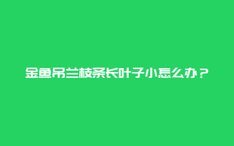 金鱼吊兰枝条长叶子小怎么办？