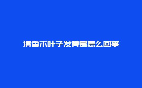 清香木叶子发黄是怎么回事