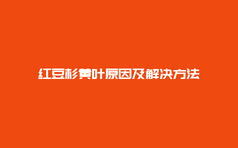 红豆杉黄叶原因及解决方法