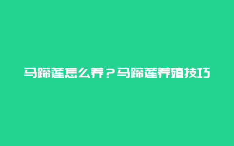 马蹄莲怎么养？马蹄莲养殖技巧