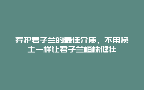 养护君子兰的最佳介质，不用换土一样让君子兰植株健壮