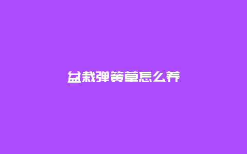 盆栽弹簧草怎么养