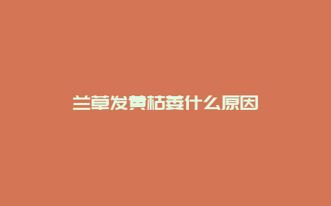 兰草发黄枯萎什么原因