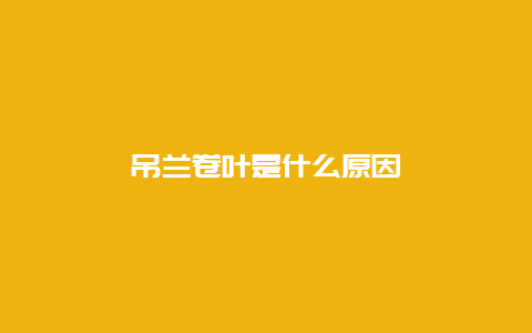 吊兰卷叶是什么原因