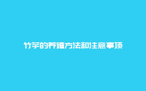 竹芋的养殖方法和注意事项