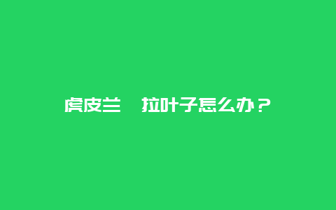 虎皮兰耷拉叶子怎么办？