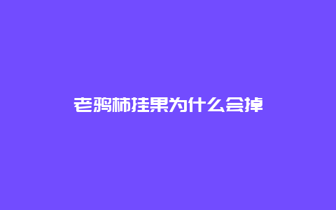 老鸦柿挂果为什么会掉