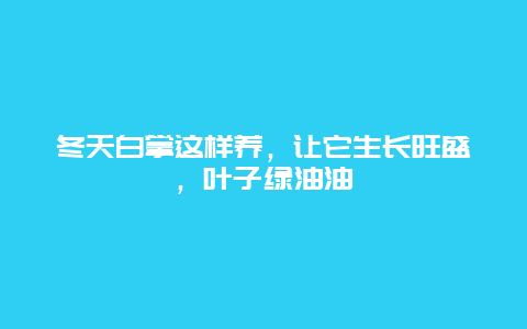 冬天白掌这样养，让它生长旺盛，叶子绿油油