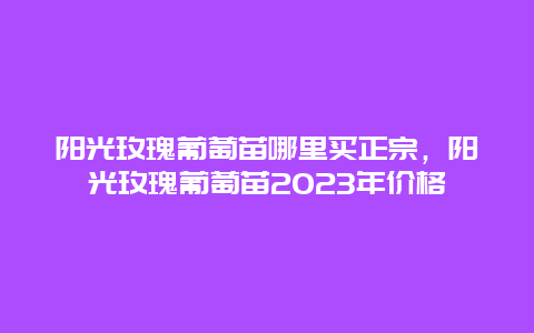 阳光玫瑰葡萄苗哪里买正宗，阳光玫瑰葡萄苗2023年价格