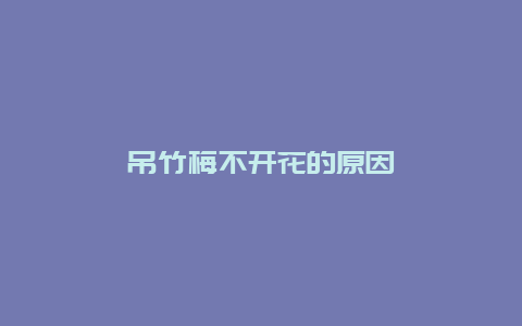 吊竹梅不开花的原因