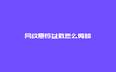 网纹悬铃盆栽怎么剪枝