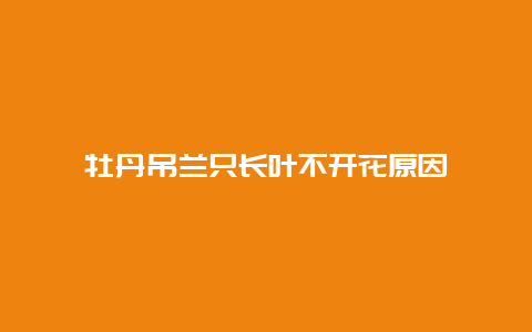 牡丹吊兰只长叶不开花原因