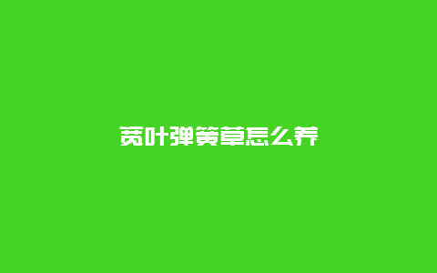 宽叶弹簧草怎么养