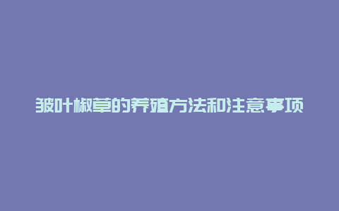 皱叶椒草的养殖方法和注意事项