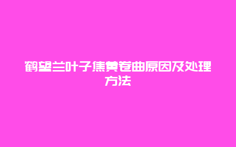 鹤望兰叶子焦黄卷曲原因及处理方法