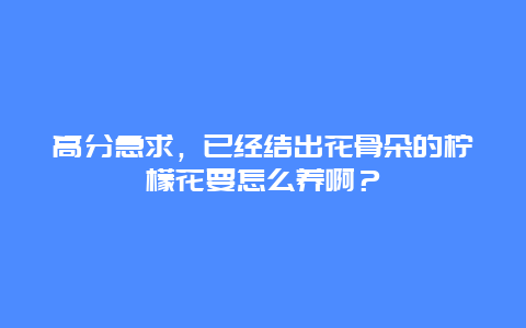 高分急求，已经结出花骨朵的柠檬花要怎么养啊？