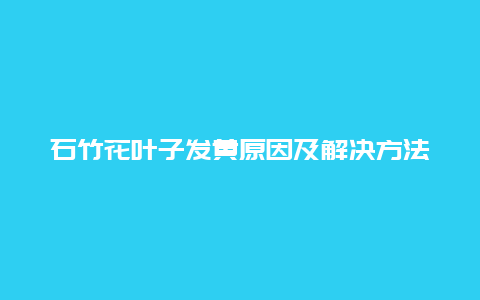 石竹花叶子发黄原因及解决方法