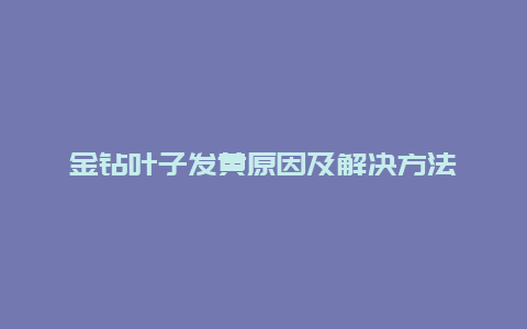 金钻叶子发黄原因及解决方法