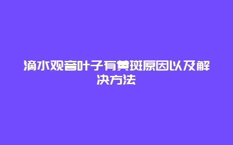 滴水观音叶子有黄斑原因以及解决方法