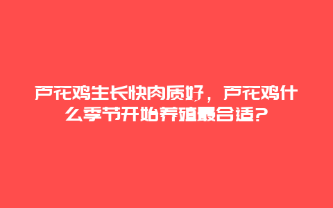 芦花鸡生长快肉质好，芦花鸡什么季节开始养殖最合适?