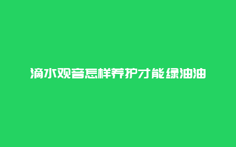 滴水观音怎样养护才能绿油油