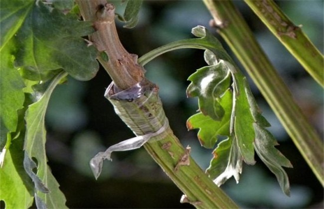 菊花怎么嫁接