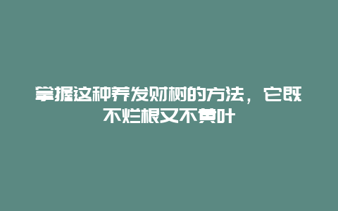 掌握这种养发财树的方法，它既不烂根又不黄叶