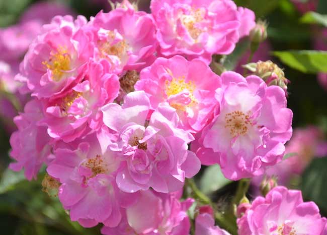 蔷薇花语是什么？_http://www.zhongzhihu.com_种植技术_第1张