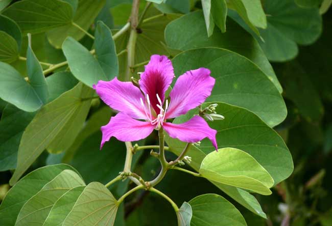 紫荆花的花语和象征意义_http://www.zhongzhihu.com_种植技术_第1张