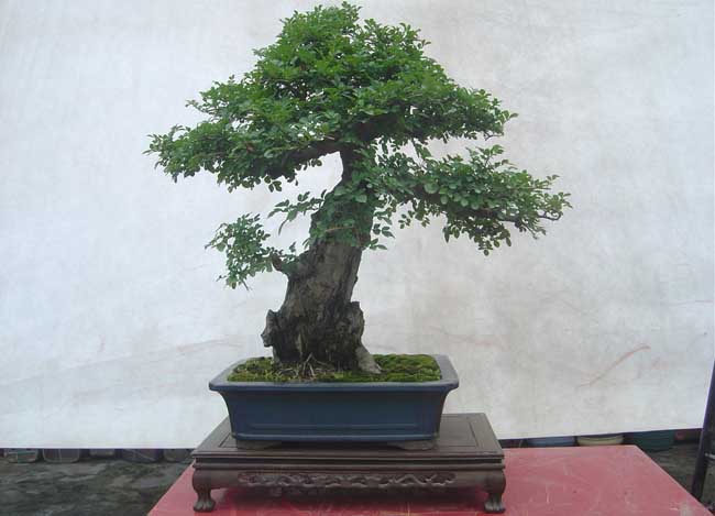 白蜡树盆景图片欣赏及养护技术_http://www.zhongzhihu.com_种植技术_第1张