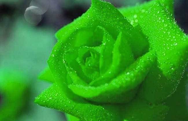 绿玫瑰花语是什么？_http://www.zhongzhihu.com_种植技术_第1张