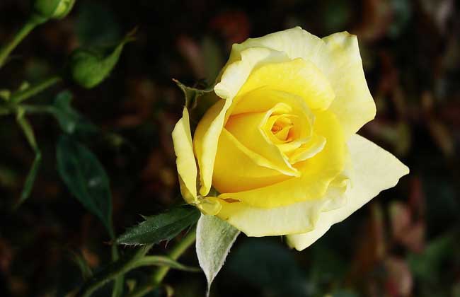 黄玫瑰花语是什么？_http://www.zhongzhihu.com_种植技术_第1张