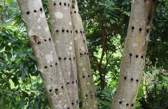 沉香树的种植条件_http://www.zhongzhihu.com_种植技术_第1张