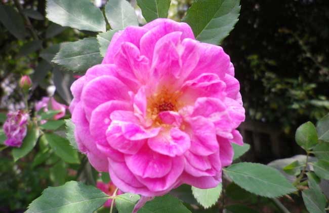 蔷薇花养殖方法和注意事项_http://www.zhongzhihu.com_种植技术_第1张