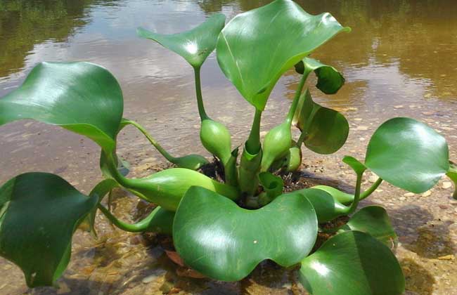 水葫芦是什么植物？插图