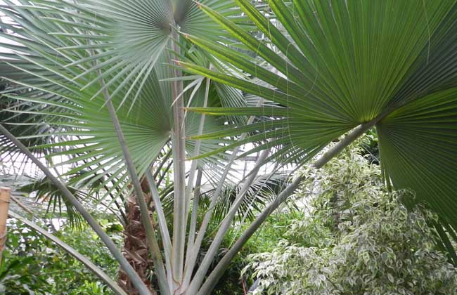 棕榈树的种植技术_http://www.zhongzhihu.com_种植技术_第1张