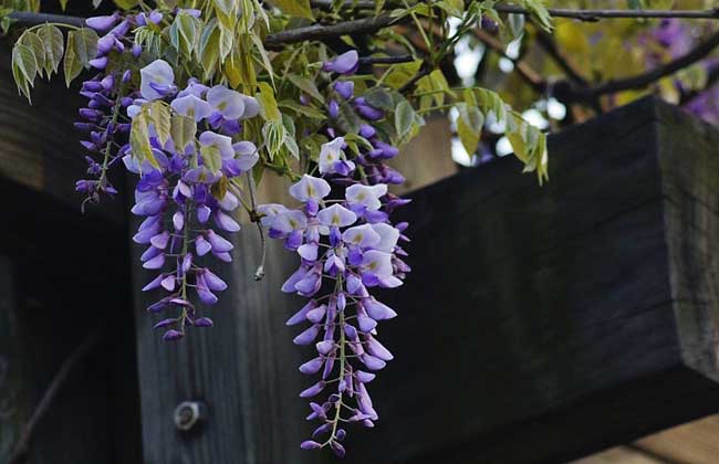 紫藤花的花语和传说_http://www.zhongzhihu.com_种植技术_第1张