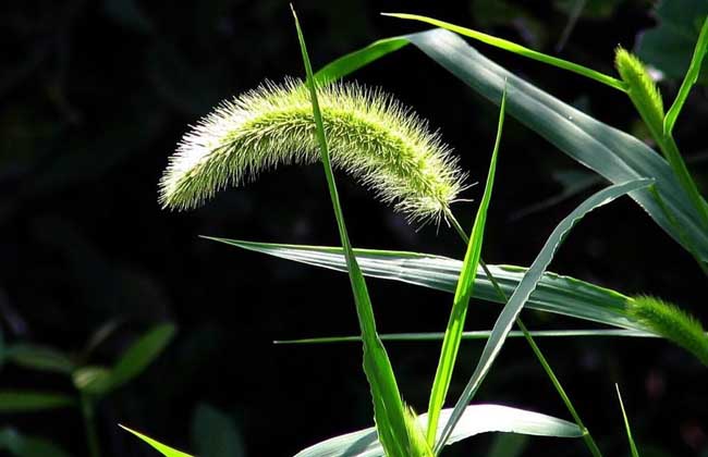 狗尾草种子价格及种植方法插图