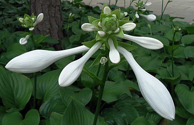 玉簪花种子价格及种植方法插图