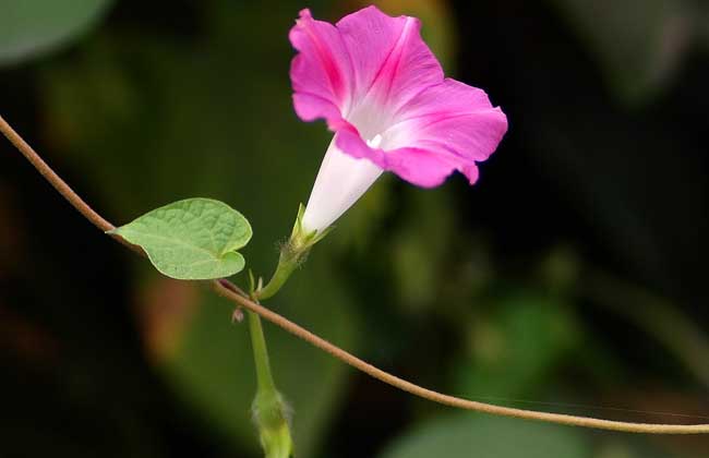 牵牛花种子价格及种植方法插图