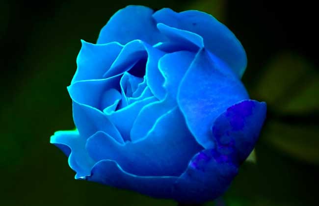 蓝玫瑰的花语是什么？_http://www.zhongzhihu.com_种植技术_第1张