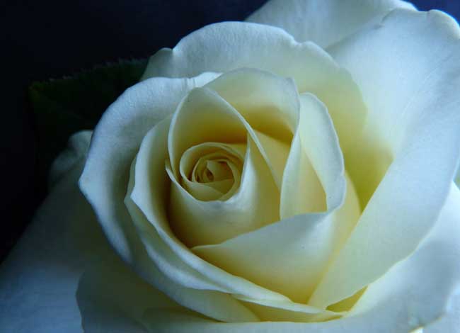 白玫瑰的花语是什么？_http://www.zhongzhihu.com_种植技术_第1张