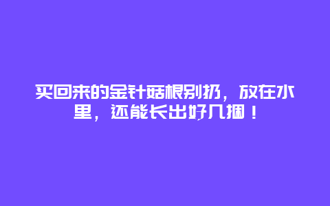 买回来的金针菇根别扔，放在水里，还能长出好几捆！