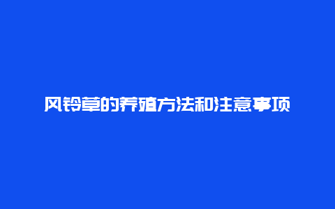 风铃草的养殖方法和注意事项