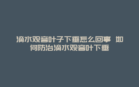 滴水观音叶子下垂怎么回事 如何防治滴水观音叶下垂