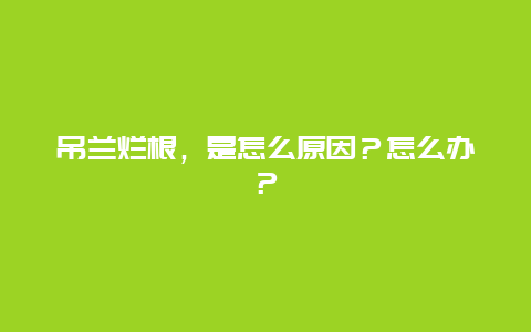 吊兰烂根，是怎么原因？怎么办？