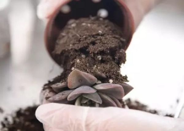 多肉植物如何移盆及其注意事项插图