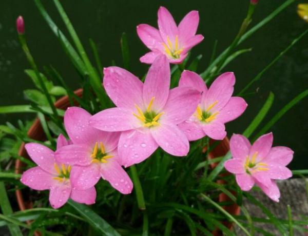 风雨兰不开花怎么办？风雨兰不开花的原因插图