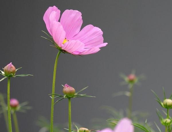 波斯菊怎么浇水？波斯菊的浇水方法插图