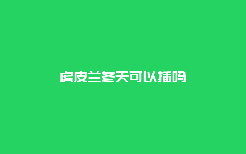 虎皮兰冬天可以插吗